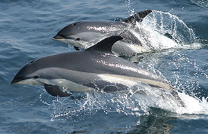 Spinner Dolphins